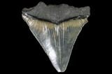 Serrated, Juvenile Megalodon Tooth - Georgia #90817-1